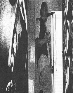 Horrisono