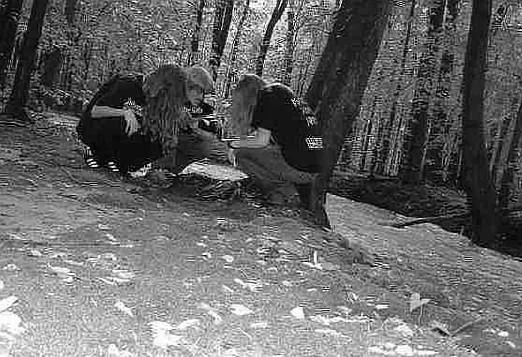 Lepidopteran