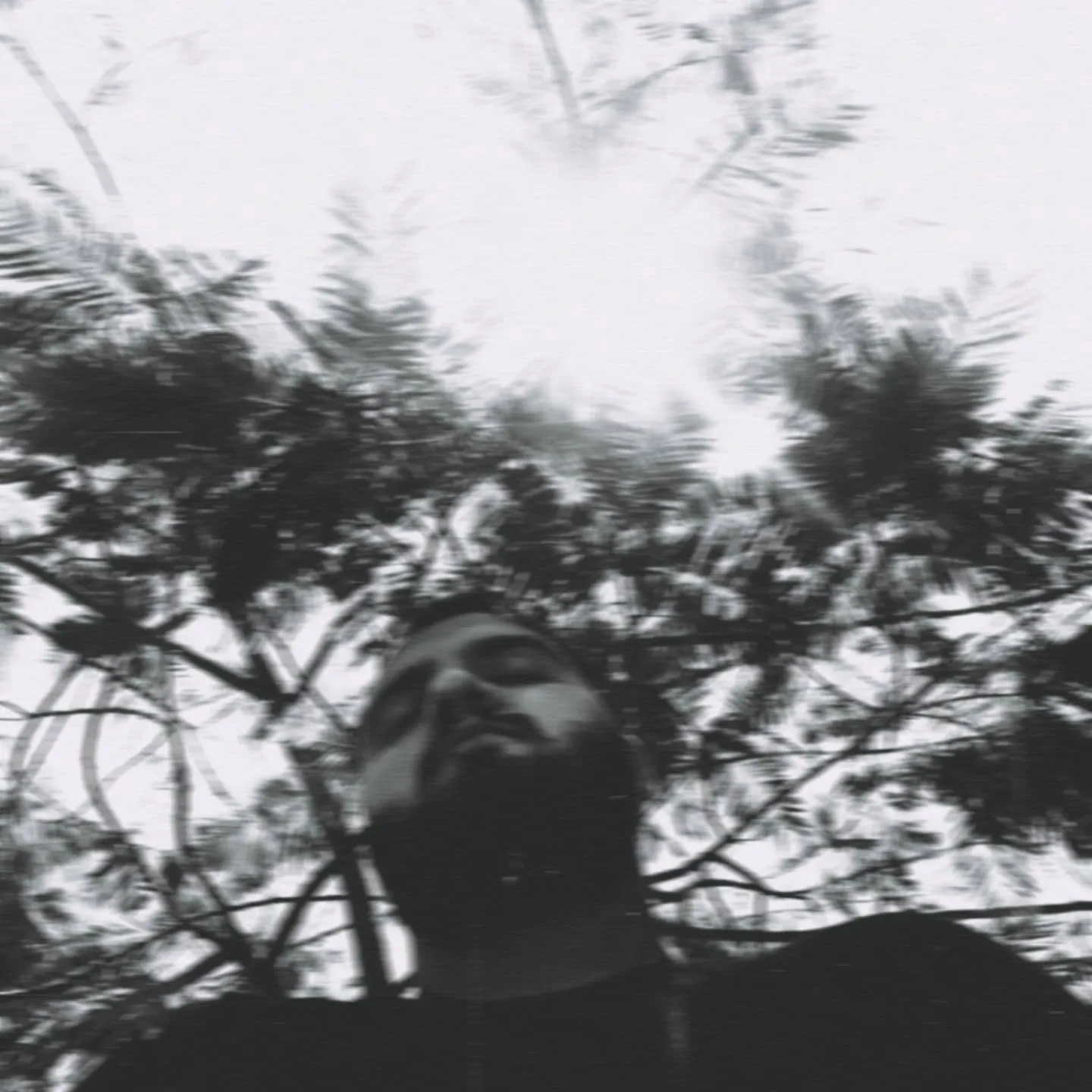 A Rose Dying in the Rain