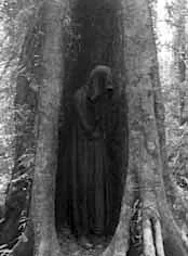 Old Tree