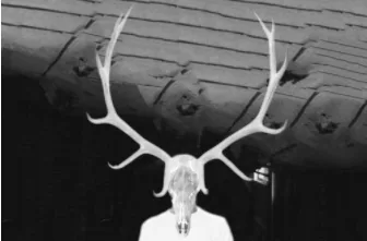 Shrouded Elk