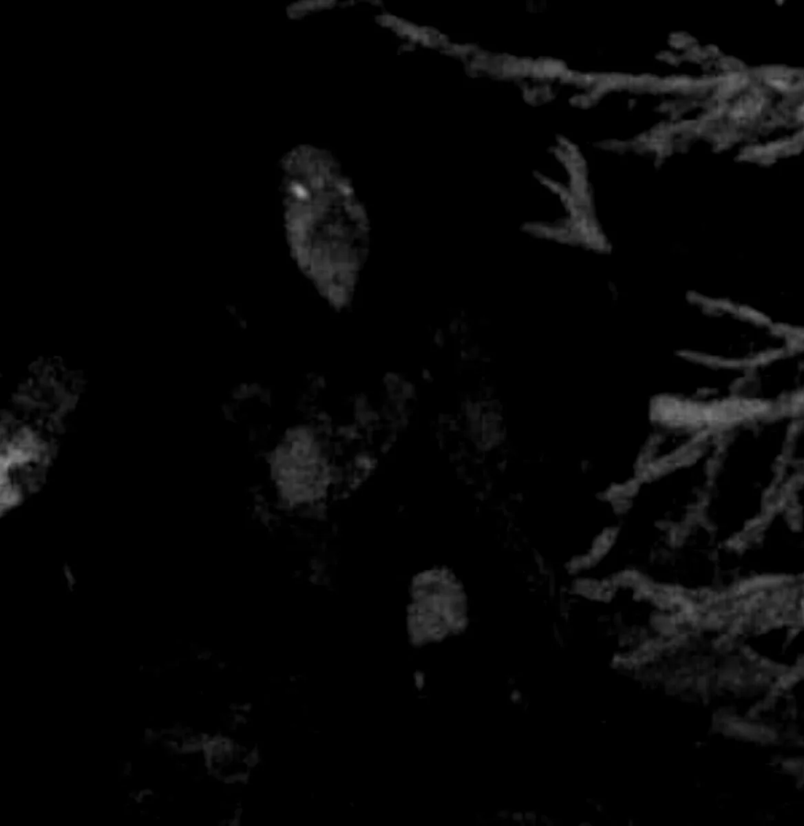 Winterkult