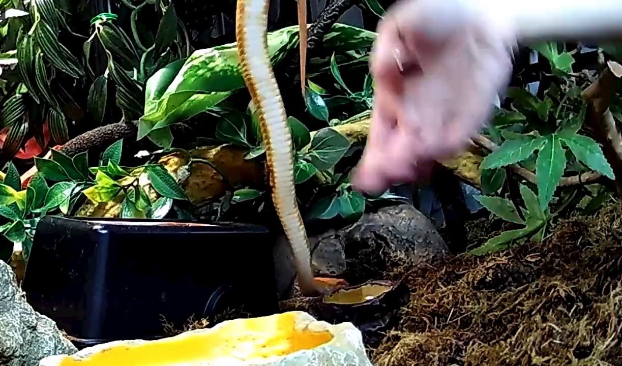 脑科学导论, image size:1223x720