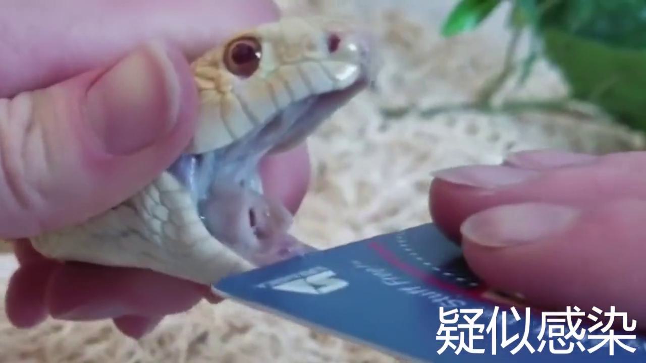 脑科学导论, image size:1280x720