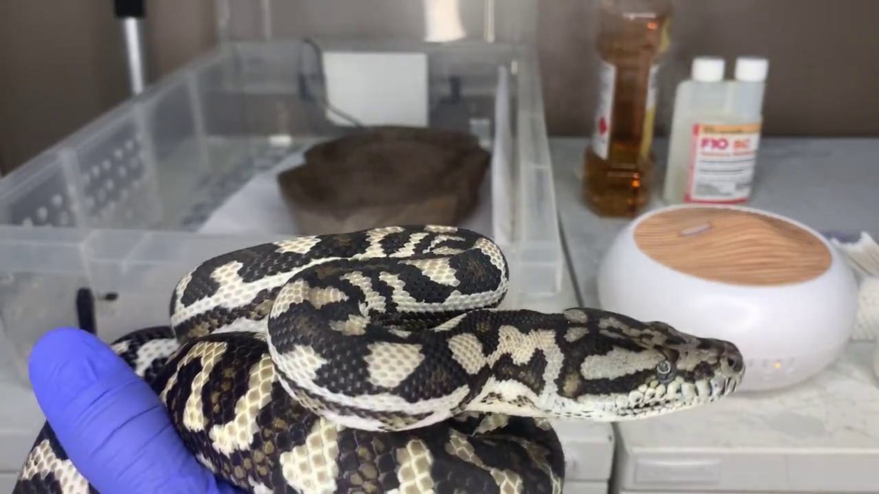 WORLD CHINESE JOURNAL OF DIGESTOLOGY Shijie Huaren Xiaohua Zazhi, image size:1280x720